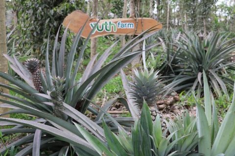  Thơm vườn đá núi lửa 