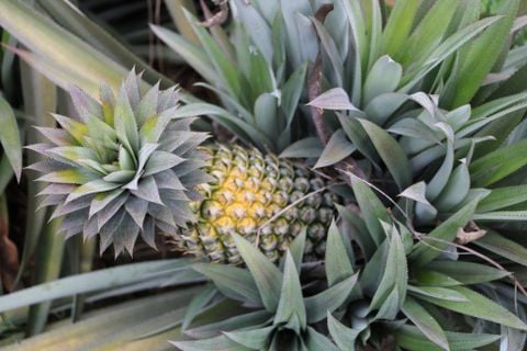  Thơm vườn đá núi lửa 