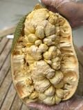  Mít vị sữa 