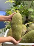 Mít vị sữa 