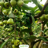 Mận Đường Sóc Trăng 