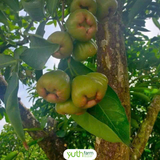  Mận Đường Sóc Trăng 