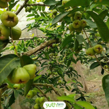  Mận Đường Sóc Trăng 