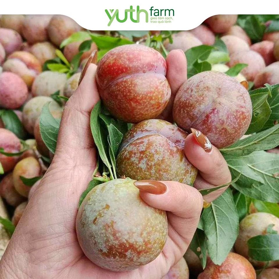  Mận Mộc Châu [Giao trong TP. Hồ Chí Minh; Trừ Cần Giờ, Hóc Môn, Củ Chi] 