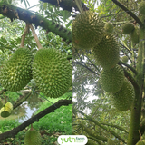 Sầu Riêng Musang King 