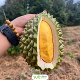 Sầu Riêng Musang King 