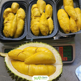  Sầu Riêng Musang King 
