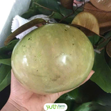  Vú Sữa Bơ Hồng 