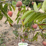  Na Hồng 