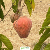 Na Hồng 