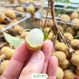  Nhãn Mỹ  ( Nhãn Florida) 