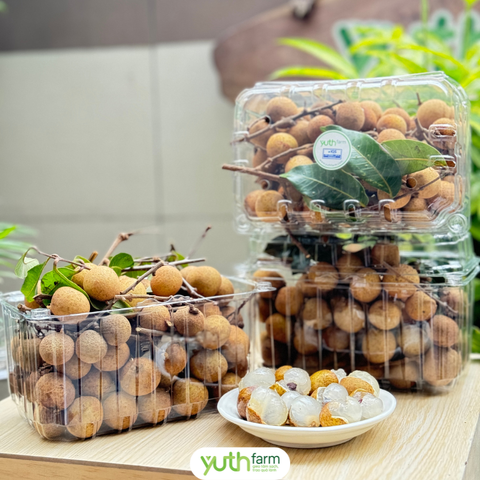  Nhãn Mỹ  ( Nhãn Florida) 