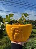  Dưa hấu thỏi vàng 