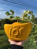  Dưa hấu thỏi vàng 