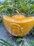  Dưa hấu thỏi vàng 