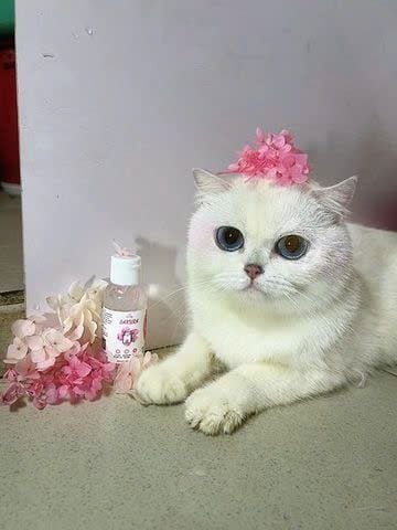  Gel tắm cho mèo Diva Sakura 55ml 
