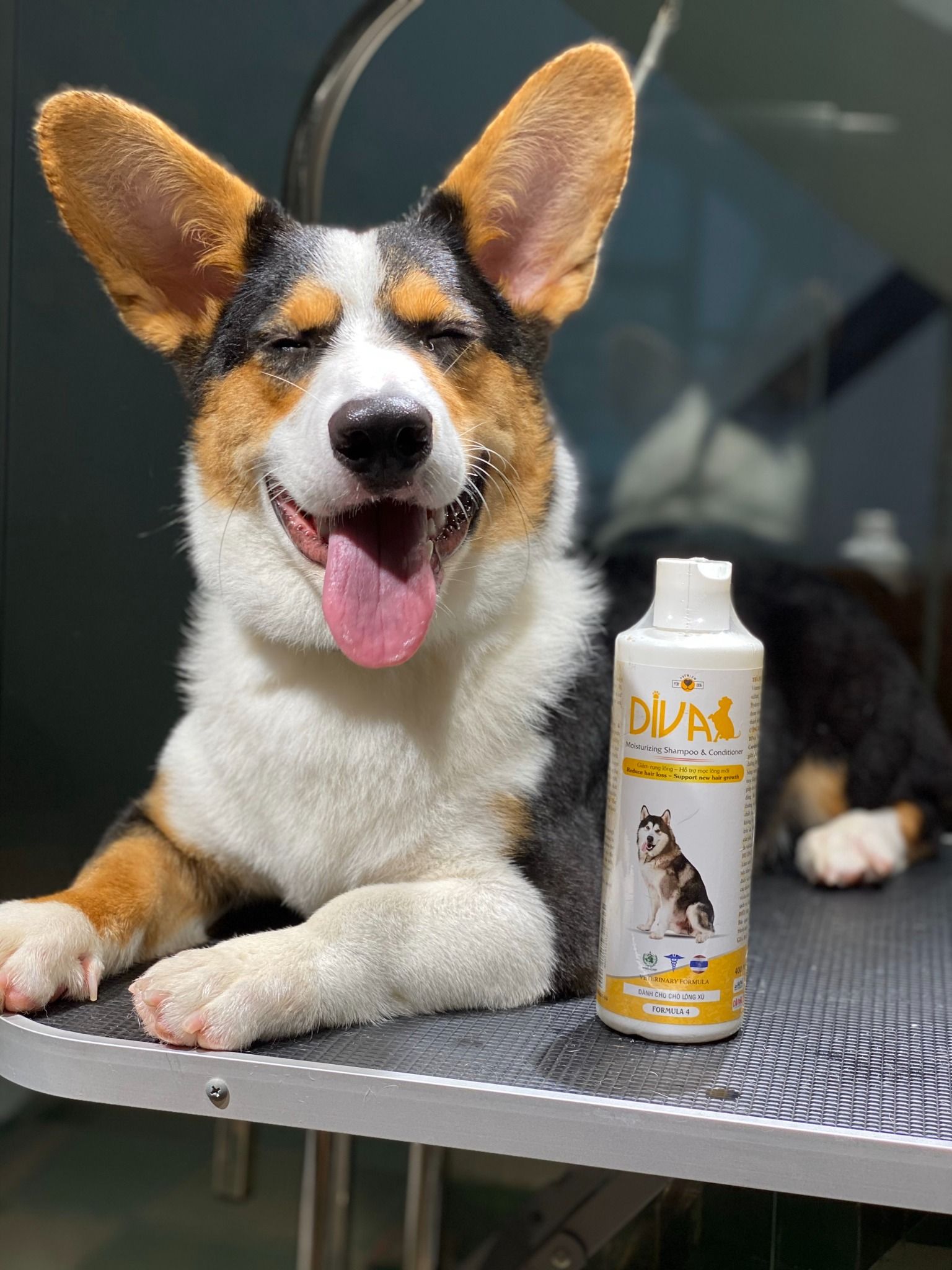  Sữa tắm chó dưỡng lông chống rối DIVA Vàng 400ml 