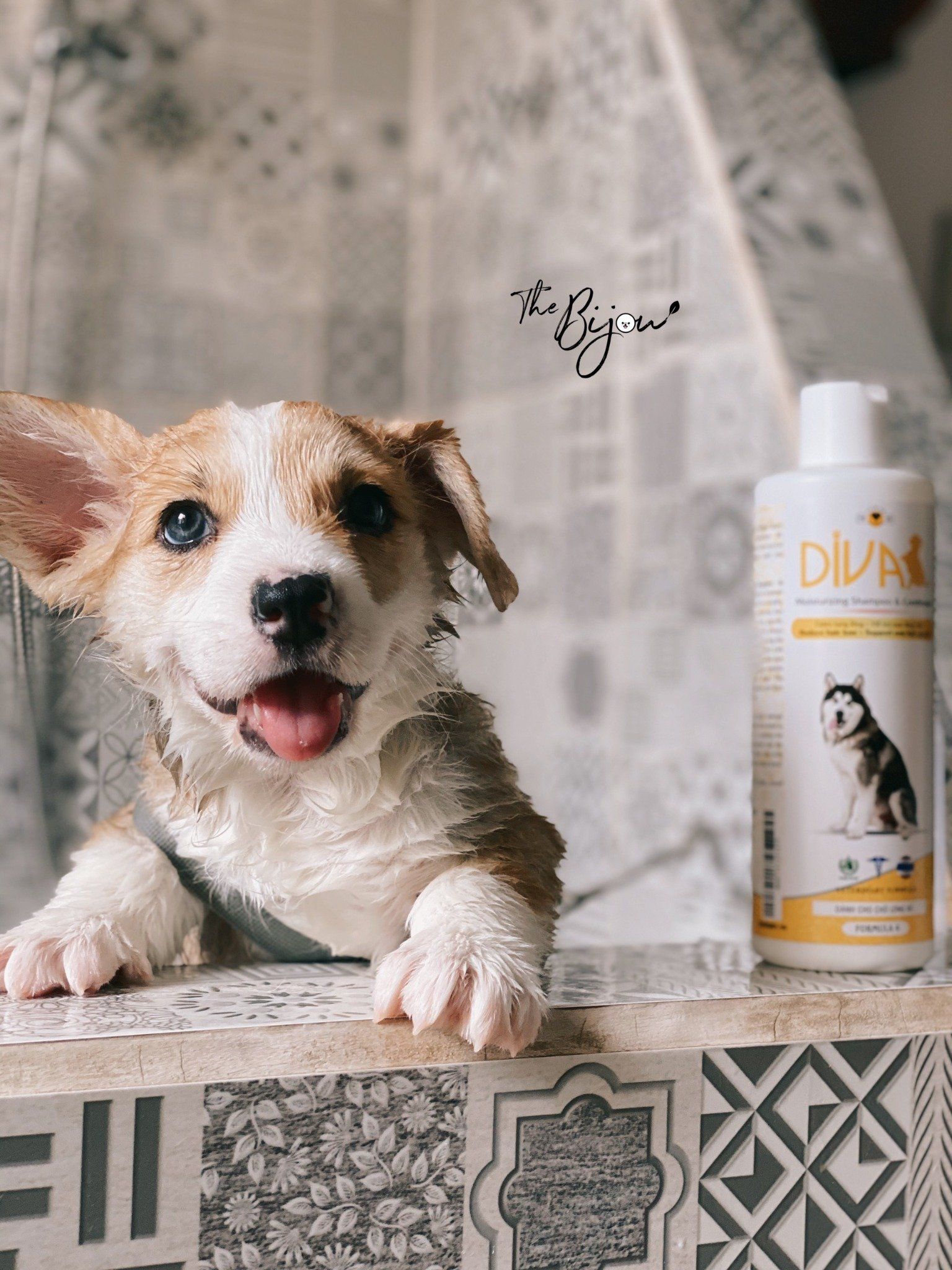  Sữa tắm chó dưỡng lông chống rối DIVA Vàng 400ml 
