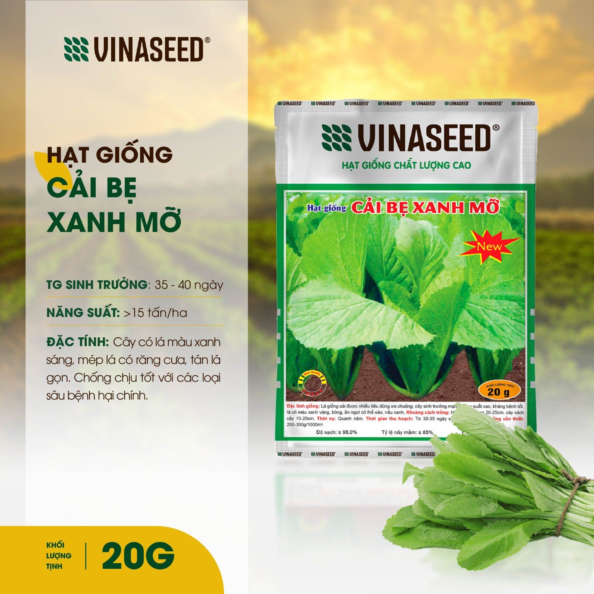  Hạt giống Cải bẹ Xanh mỡ Vinaseed 20g 