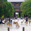 NHẬT BẢN CUNG ĐƯỜNG VÀNG: Tokyo - Fuji - Yamanashi - Kyoto - Osaka