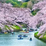  Nhật Bản - Ngắm hoa Anh Đào 6N5Đ 