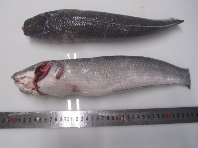  Snakehead - Whole Round Cleaned 