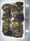  Freshwater Crab - Whole Cleaned 