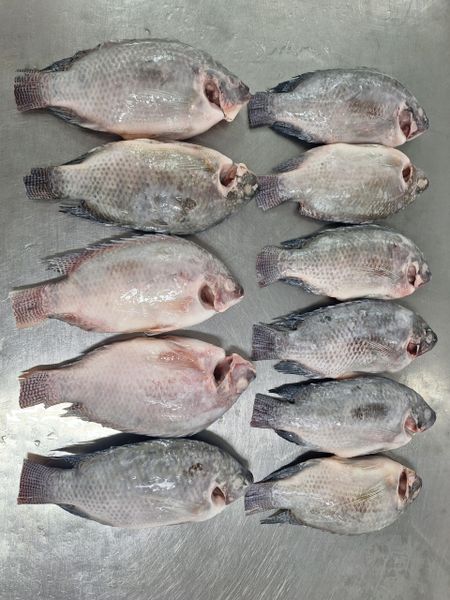 Black Tilapia - Whole Round  Cleaned 