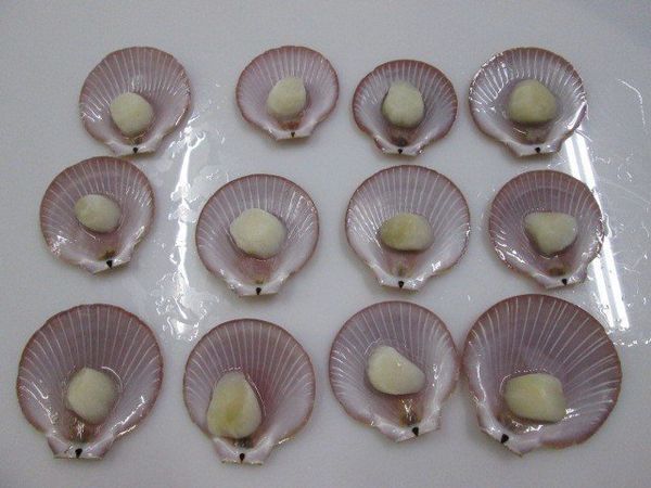  Scallop - Meat 