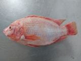  Red Tilapia - Whole Round Cleaned 