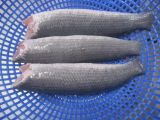  Snakehead - Whole Round  Cleaned  Headless 