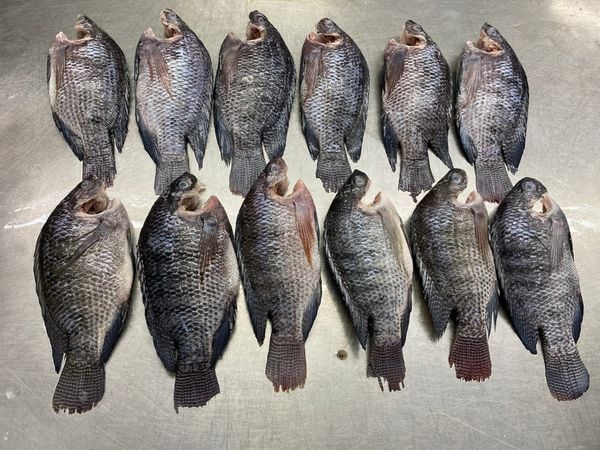  Black Tilapia - Whole Round  Cleaned 