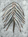  Spiny goby - Whole Round 