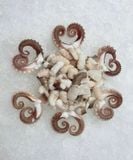  Octopus cut with karaage 