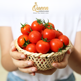  CÀ CHUA TRÁI CÂY GIỐNG NHẬT 250G 