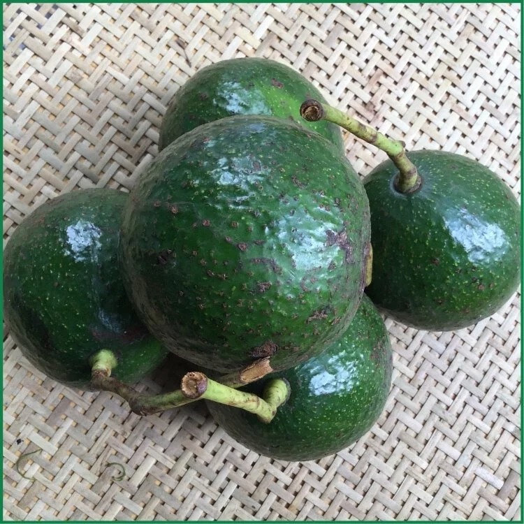 Bơ Booth Đà Lạt