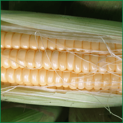 Bắp trái nguyên vỏ