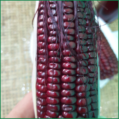 Bắp nữ hoàng (trái nguyên vỏ)