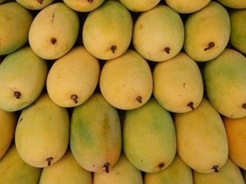 Xoaif Xoài – CÔNG TY TNHH XUẤT NHẬP KHẨU PAPA FARM
