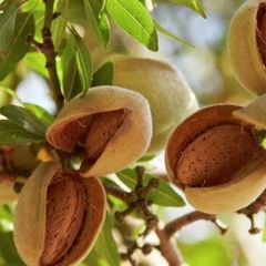 Hạnh Nhân Lõi Rang Sấy Mộc Chín Giòn Api Food - Hạt Dinh Dưỡng - Snack, Nuts,Food, Ăn Vặt