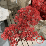  Cành Cây Lá Bách, lá Tùng Bằng Nhựa KT 15x36cm , Dùng Trang Trí Cây Cảnh 