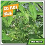  TRÀ CỎ ROI NGỰA (VERVEINE CITRONNELLE) – THỨC UỐNG AN THẦN TỪ THIÊN NHIÊN 