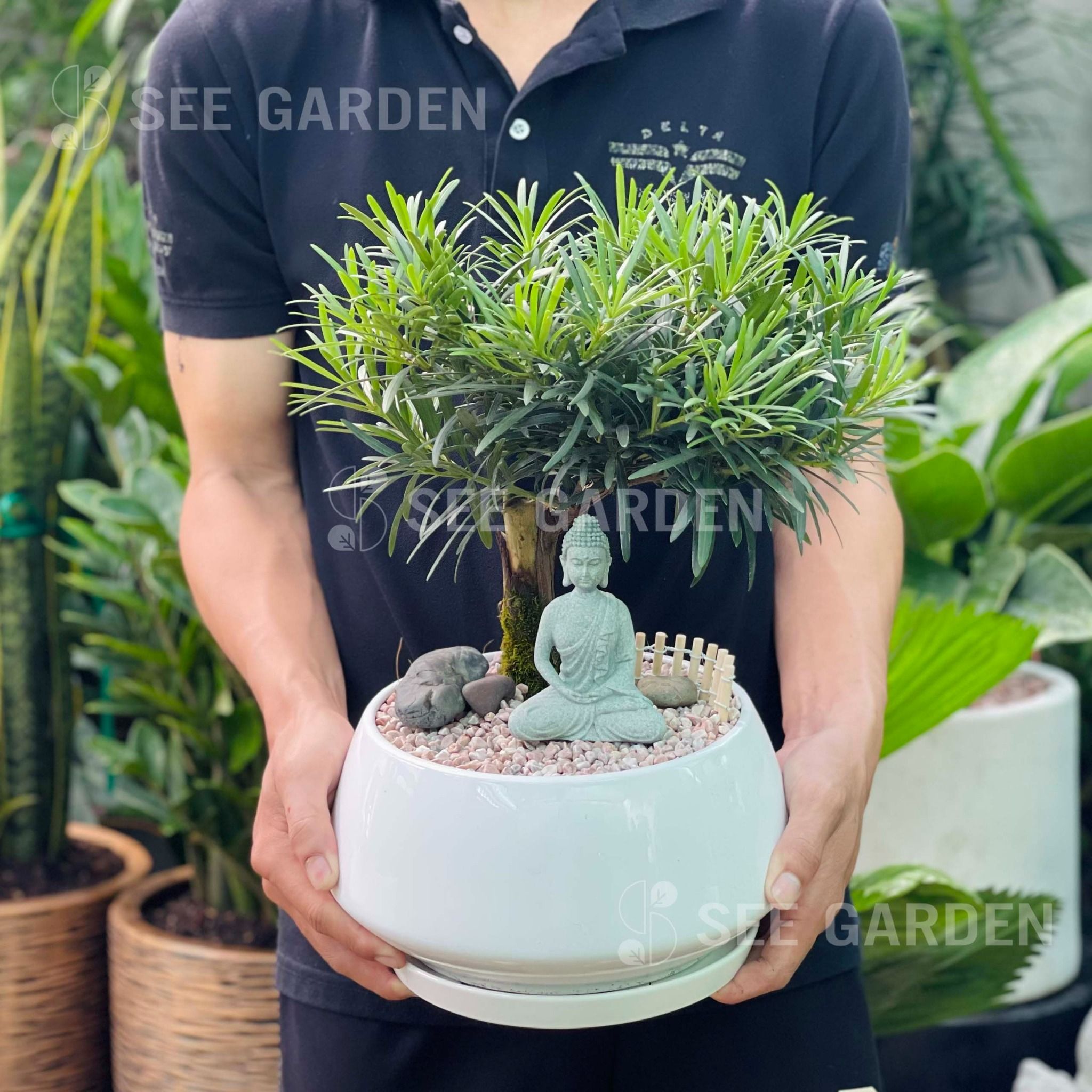  Tùng Vạn Niên Bonsai Tượng Phật Đá 