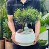  Tùng Vạn Niên Bonsai Tượng Phật Đá 
