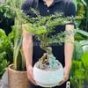  Cây Cần Thăng Tượng Phật Đá 