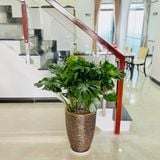  Monstera Chậu Vàng Đồng 