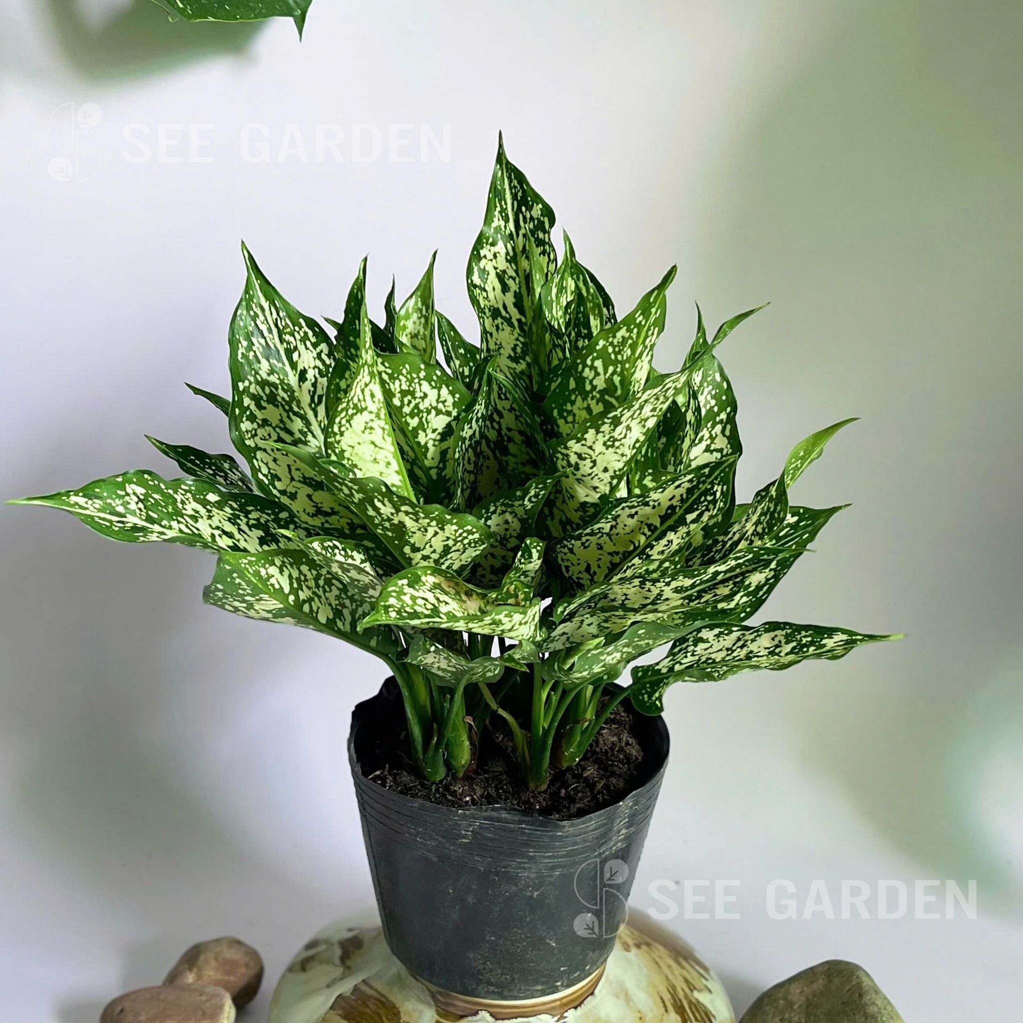  [NOPOT] Ngọc Ngân 