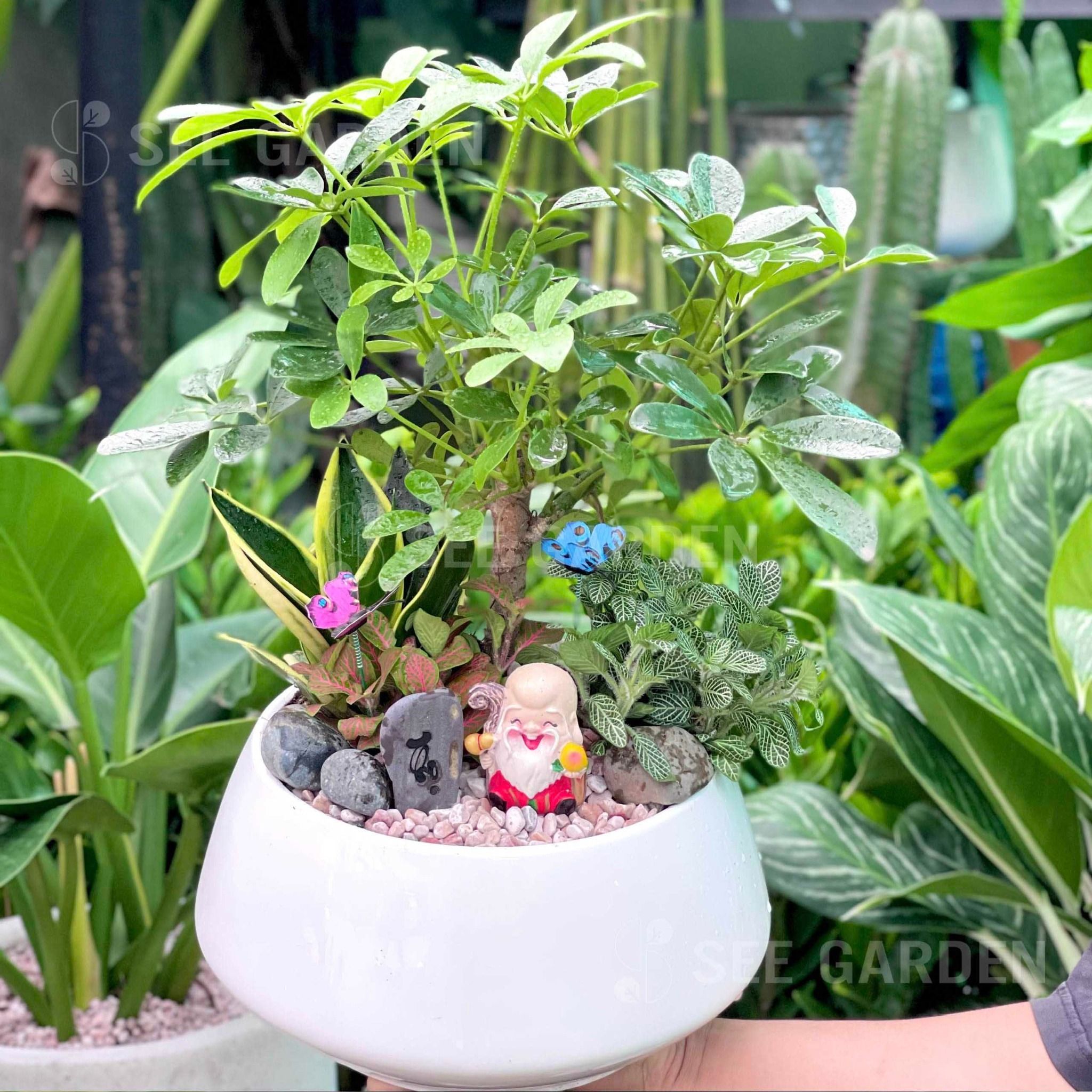  Ngũ Gia Bì Bonsai Mix Lưỡi Hổ May Mắn 