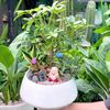 Ngũ Gia Bì Bonsai Mix Lưỡi Hổ May Mắn