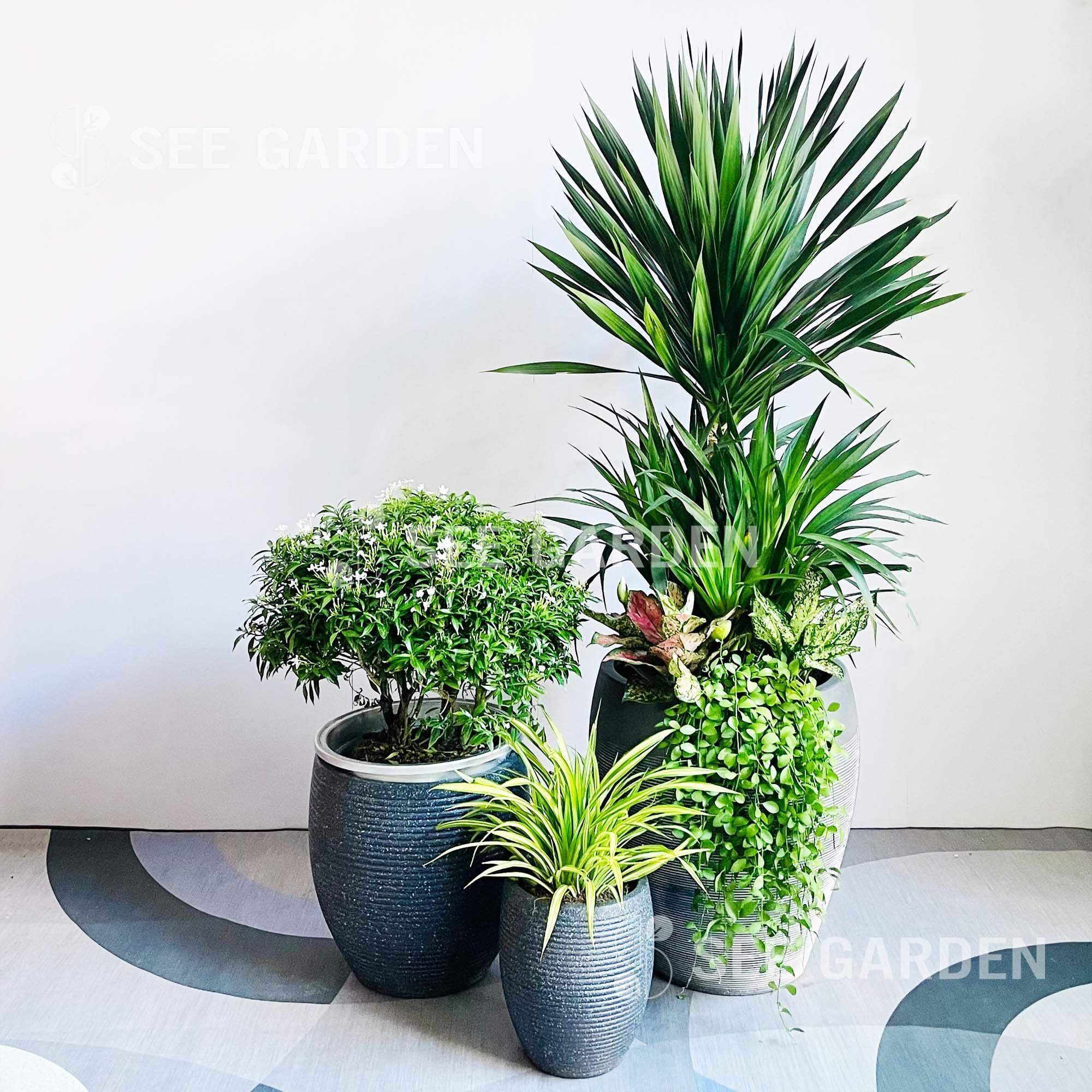  [Balcony] Set Phát Tài Núi Ban Công 